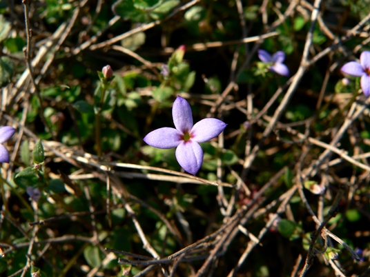 {Houstonia pusilla}